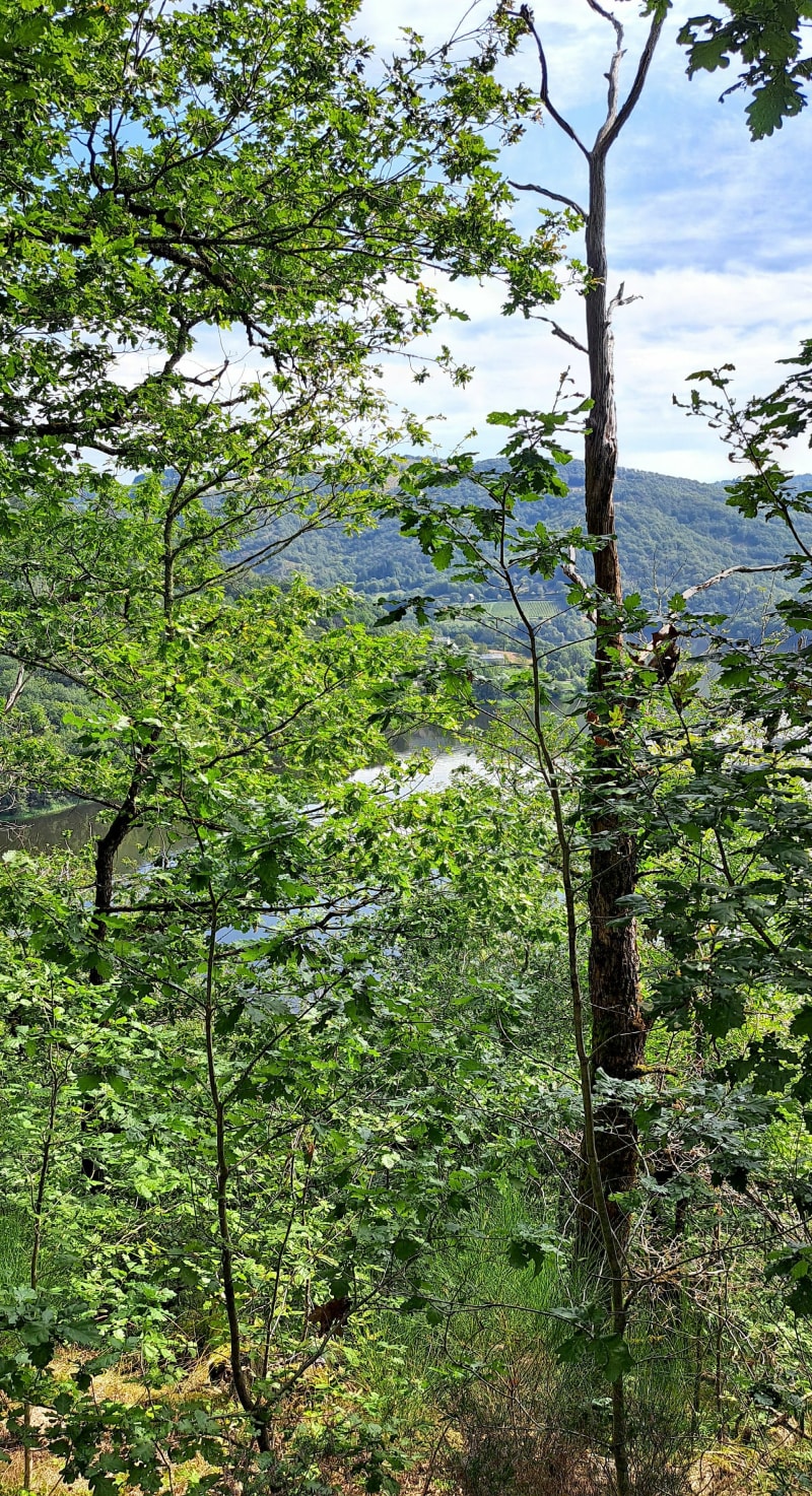 La Truyère et Ravin du Rasclet - Campouriez