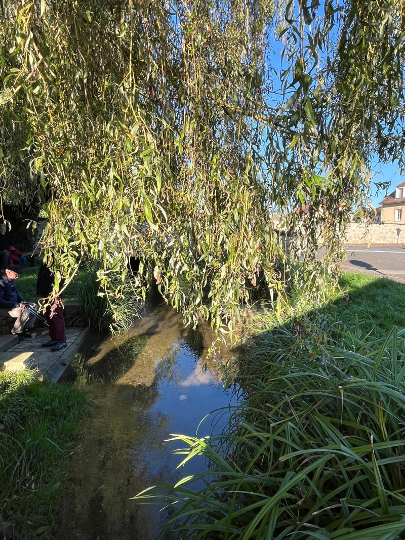 Forêt de Voisenon depuis Rubelles - Rubelles