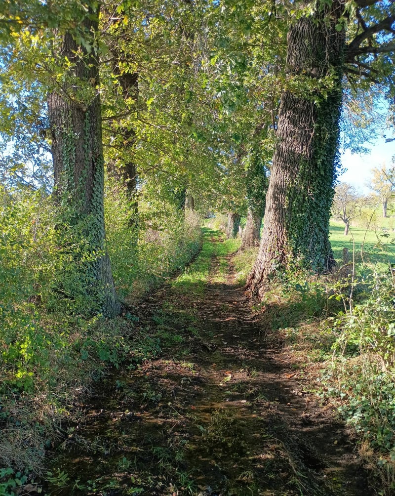 Sur les hauteurs de Saint-Chamond par La Sorlière - Saint-Chamond