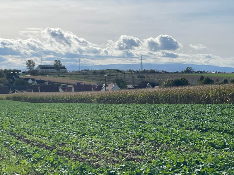 Randonnée dans les houblonnières - Bilwisheim