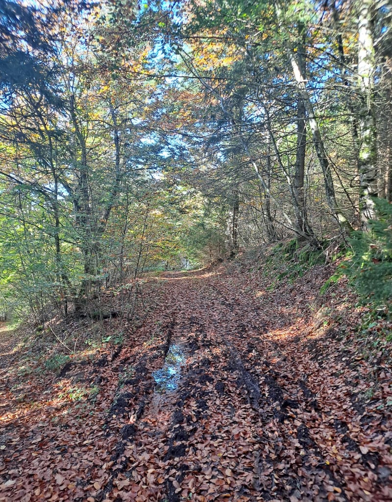 Autour du Puy des Grosmanaux - Saint-Genès-Champanelle