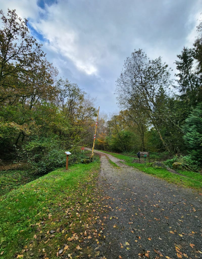 Forêt des Pothées - Maubert-Fontaine
