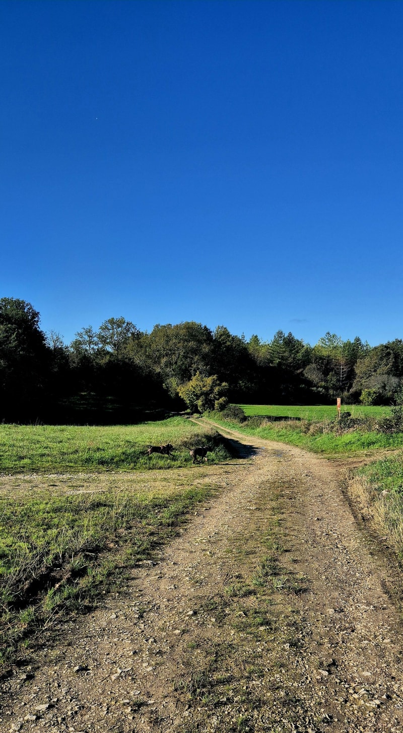 Petite balade dans le bois de Montboulard - Magnac-sur-Touvre