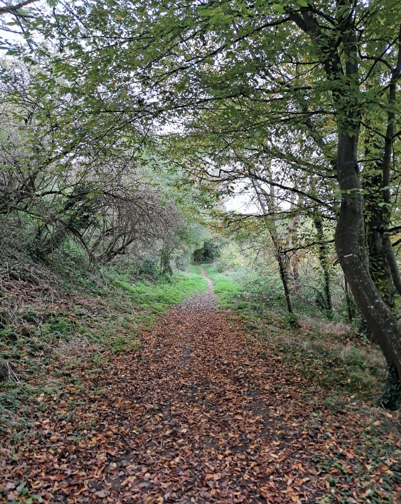 Balade familiale au bois de Baron, par le Pierrette - Baron-sur-Odon