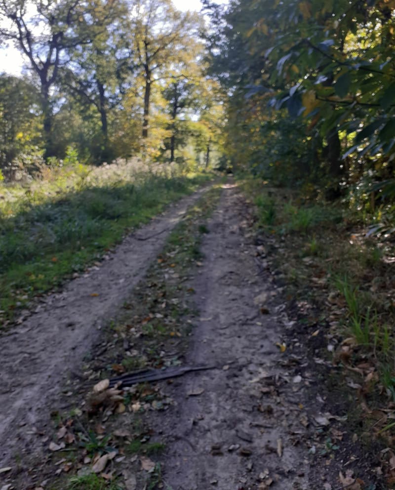 Detours en forêt de cannelle par Noisy sur Oise - Noisy-sur-Oise