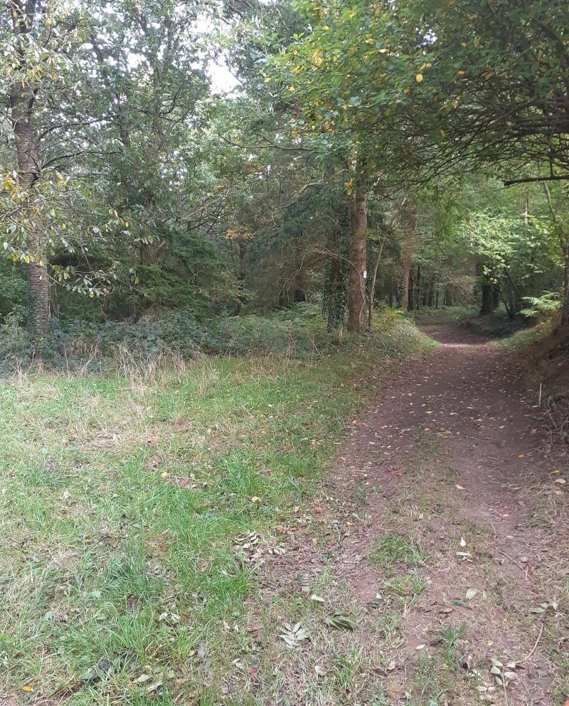 Chemin creux ba - Domjean