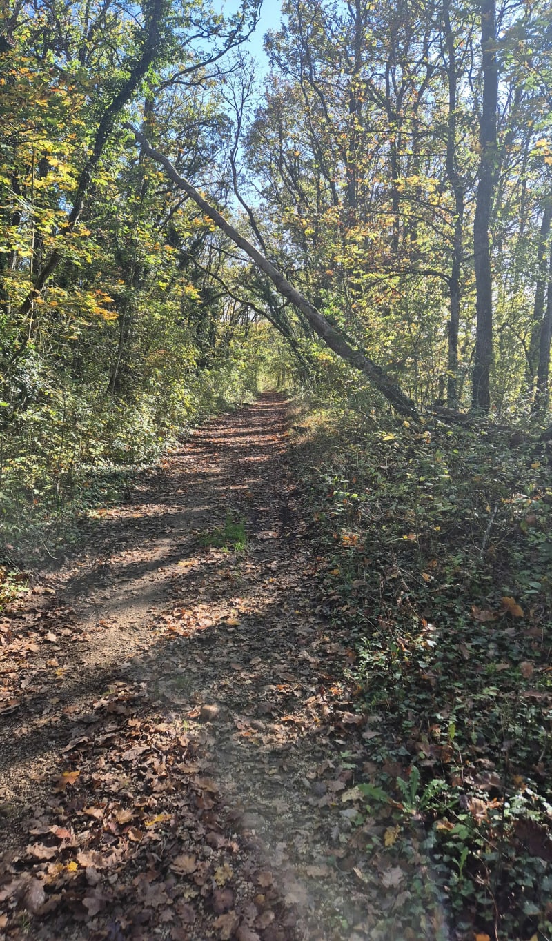 Dans les Bois de Vantoux, par Combe Grivot - Messigny-et-Vantoux