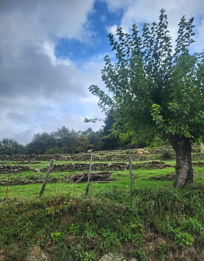 Chirols du Fez à Bruentet - Chirols