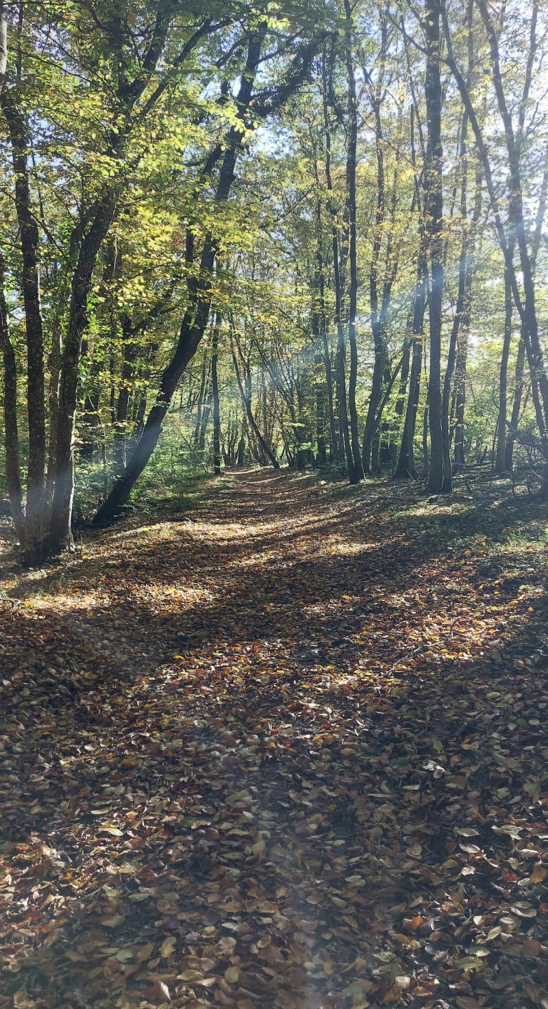Balade d'automne sur le plateau Sainte-Barbe - Bainville-sur-Madon