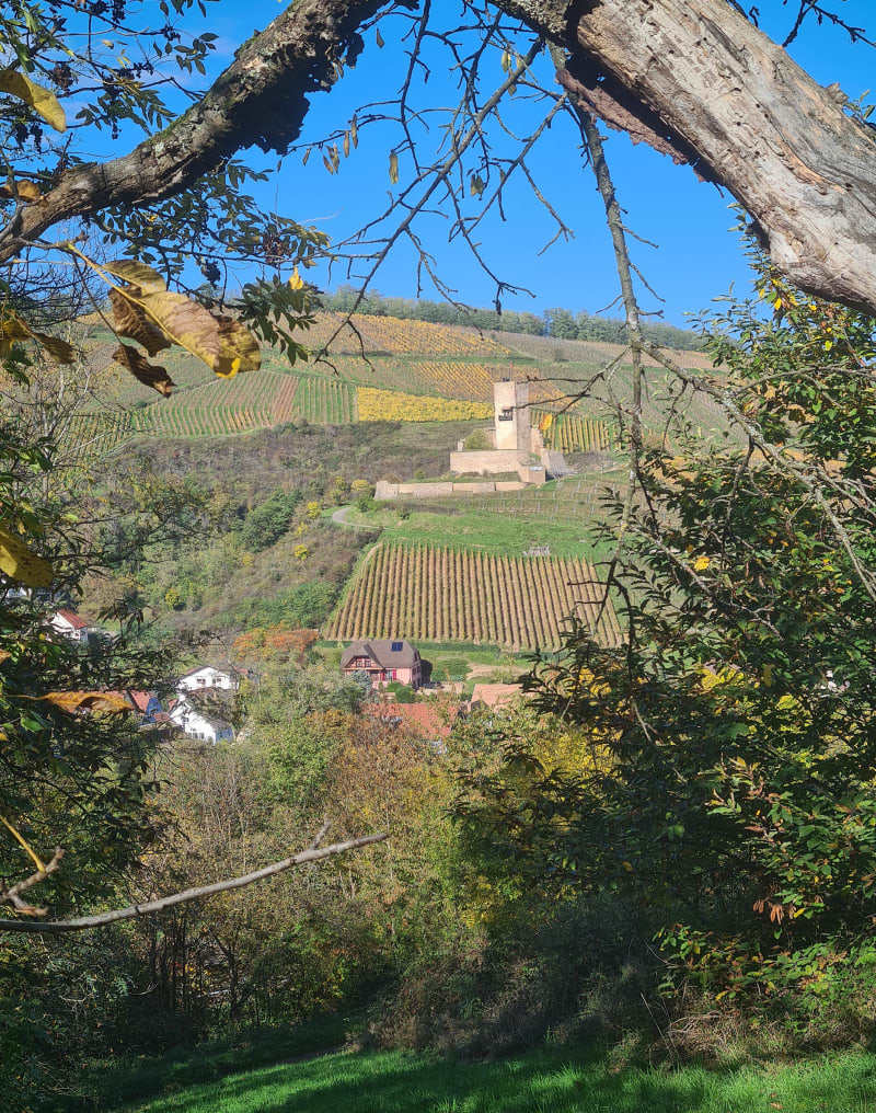 Balade dans les vignes depuis Katzenthal - Katzenthal