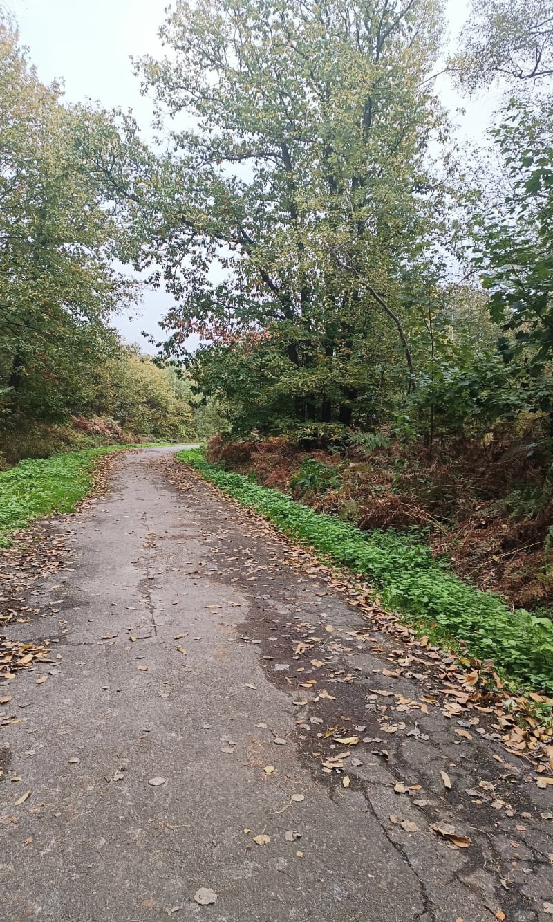 Route forestière du faîte et Carrefour de la Pointe - Chauvry