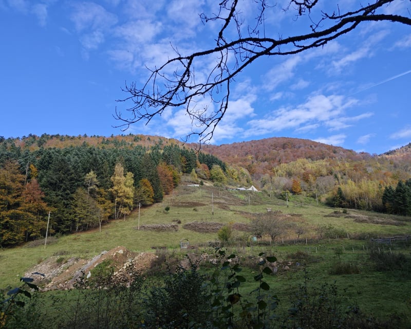 Boucle depuis Wegscheid vers la ferme auberge Belacker - Wegscheid
