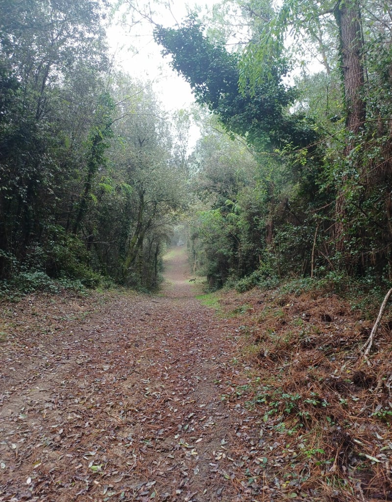 Forêt de la Coubre et la Tremblade - La Tremblade
