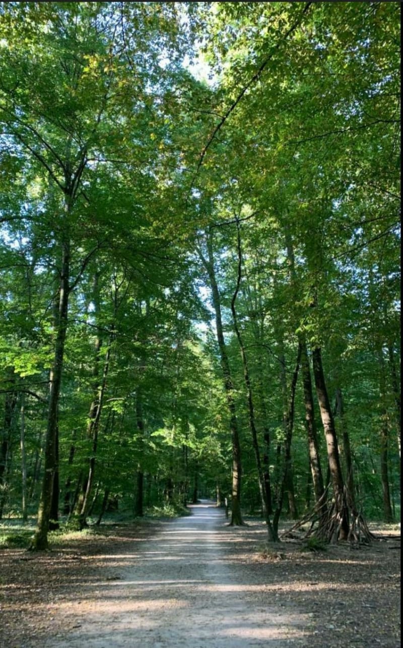 Boucle 8 km forêt de Seillon - Péronnas