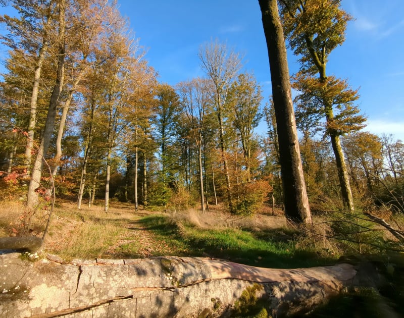 Coteaux de St-Laurent - Épinal