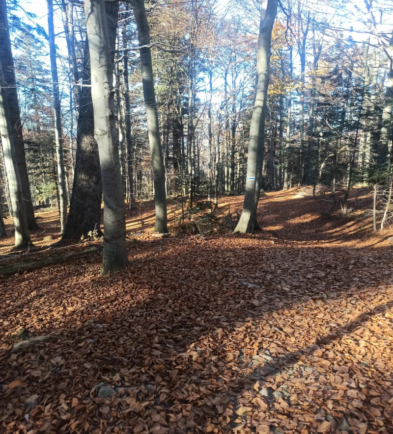 Turbacz super trasa - Konina