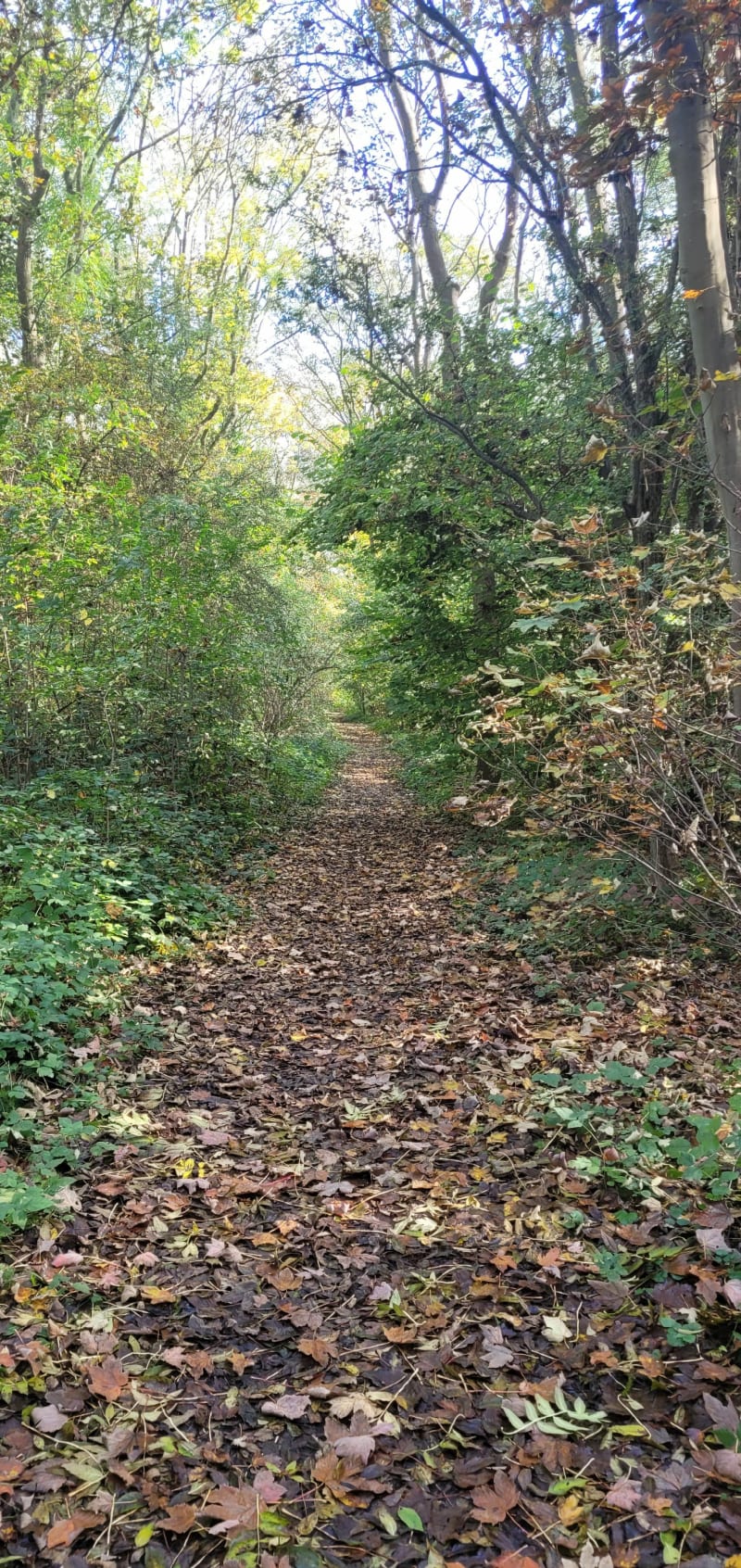 Entre ville et nature - Vendin-le-Vieil