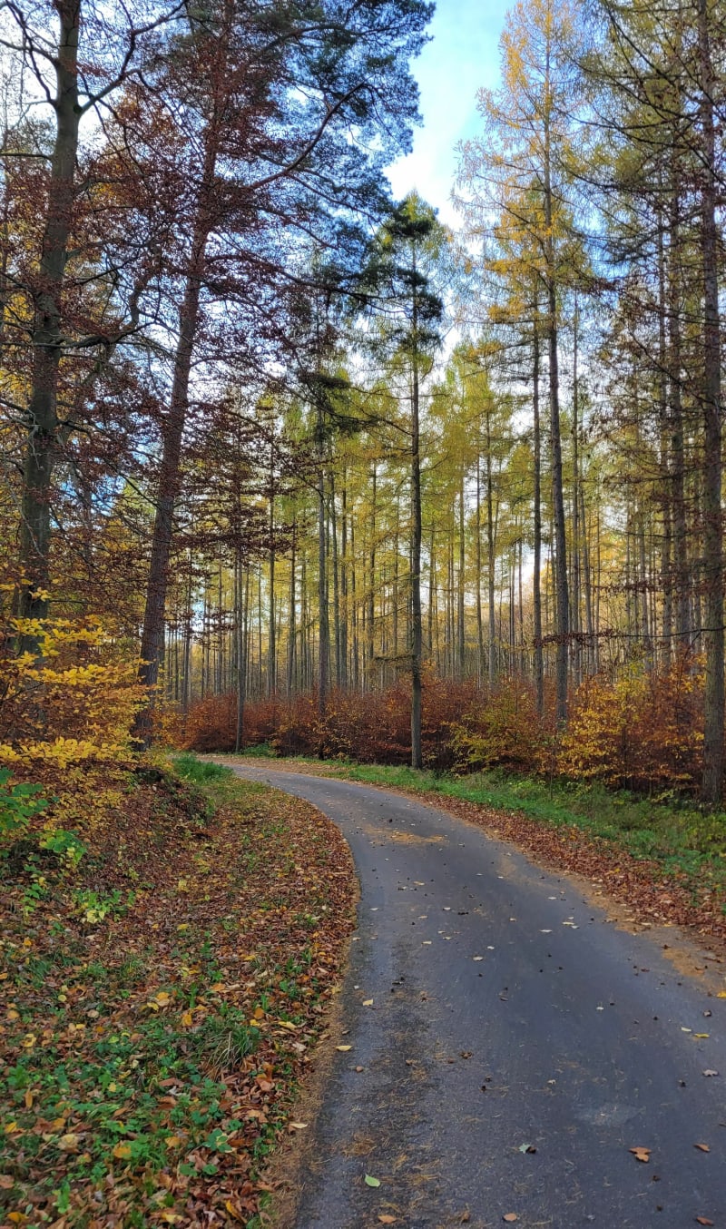Przejażdżka i spacer po lesie. - Goszyn