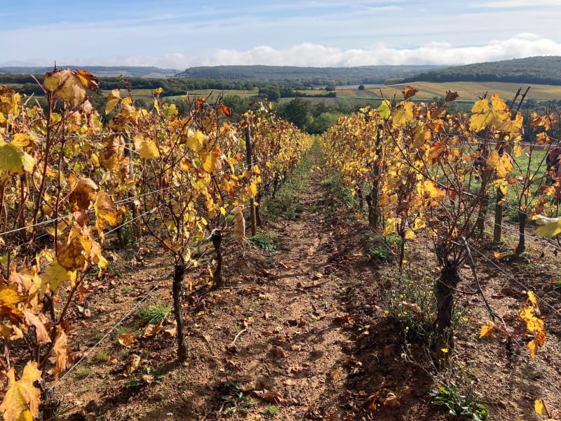La Tournuscimes, au départ de Chardonnay - Chardonnay