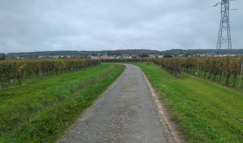 Itinéraire entre vignes et forêt depuis Saint-Nicolas-de-Bourgueil - Saint-Nicolas-de-Bourgueil