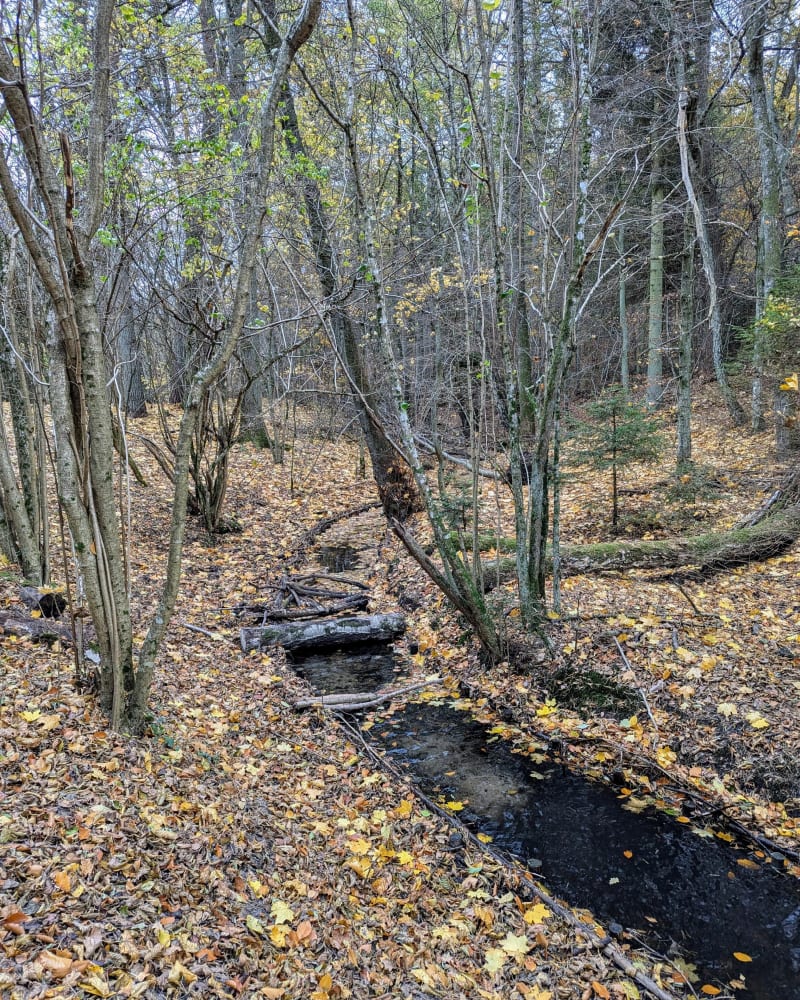Las Otomiński z miejscem na ognisko - Gdańsk