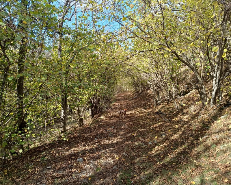 Boucle forestière Osseja Palau-de-Cerdagne - Osséja