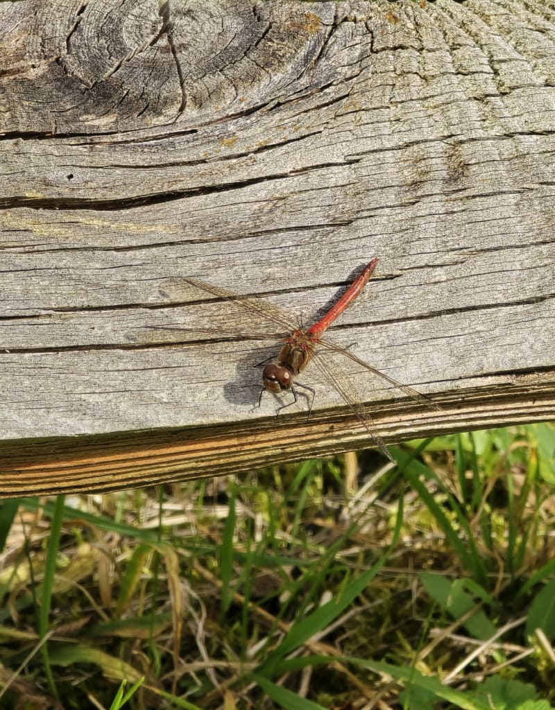 Étangs de Magny sur Tille - Magny-sur-Tille