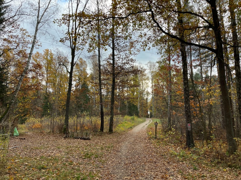 Jesienny las i Jaroty - Olsztyn