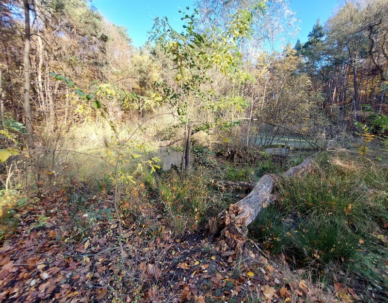 Wycieczka Mosina i okolice - Mosina