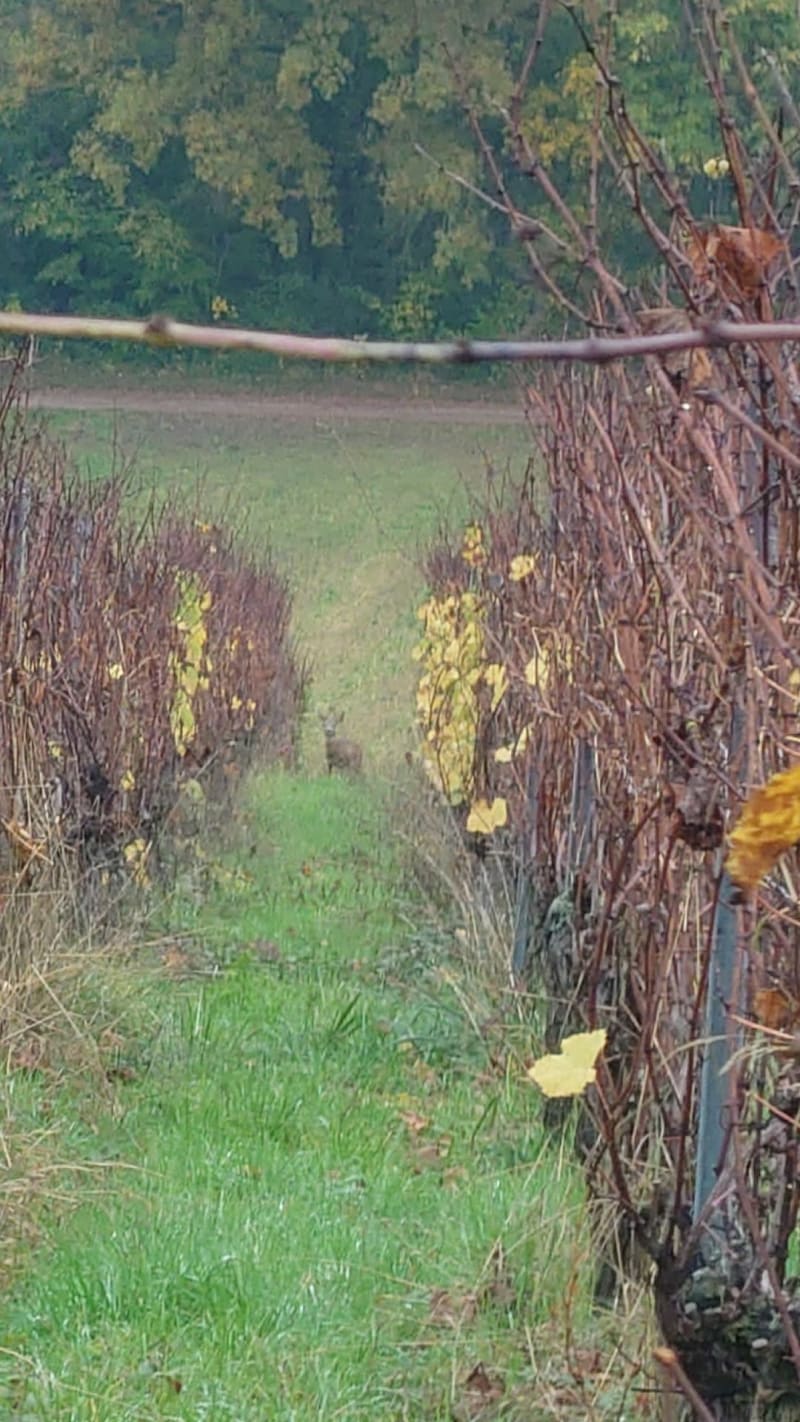 Vignes de Dorlisheim. - Dorlisheim
