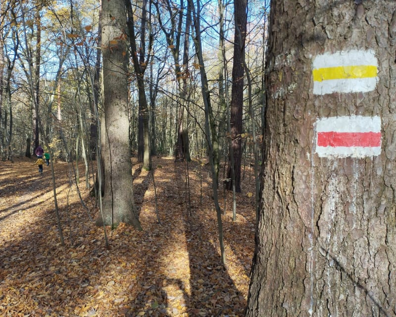 Rezerwat "Pojniki" w Wielkopolskim Parku Narodowym. - Jeziory