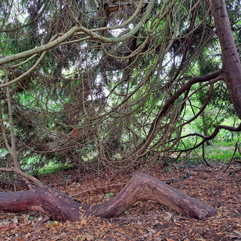 Forêt Domaniale de Saint-Sauveur - Saint-Sauveur-le-Vicomte