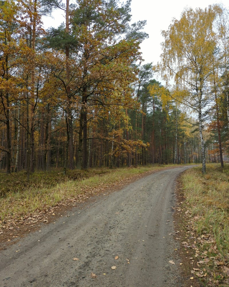 Leśny szuter - Jastkowice