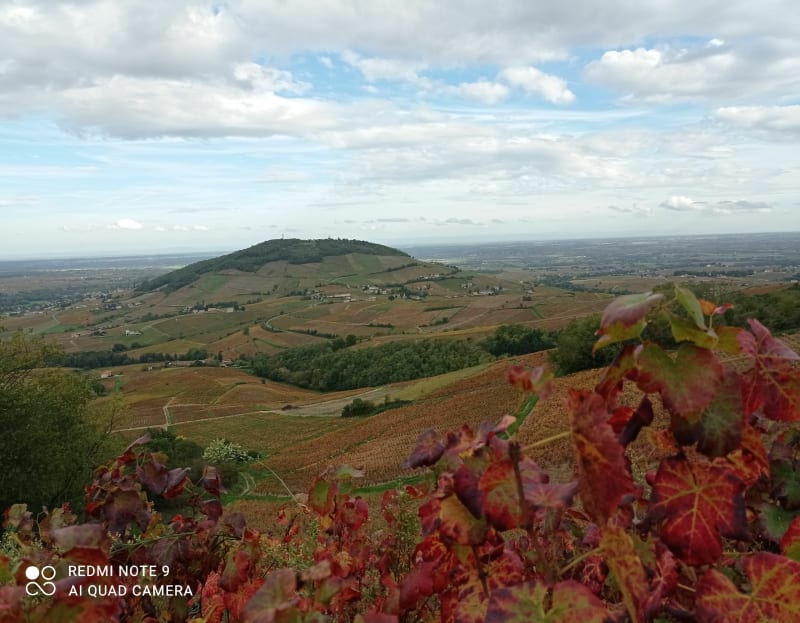 Boucle du Mont brouilly au mont Turvillon. - Odenas