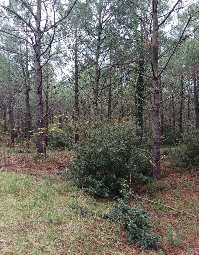 Promenons-nous dans les bois de la Coube - La Tremblade