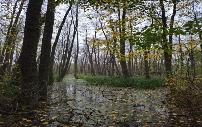 Strzeszyn jezioro - Poznań