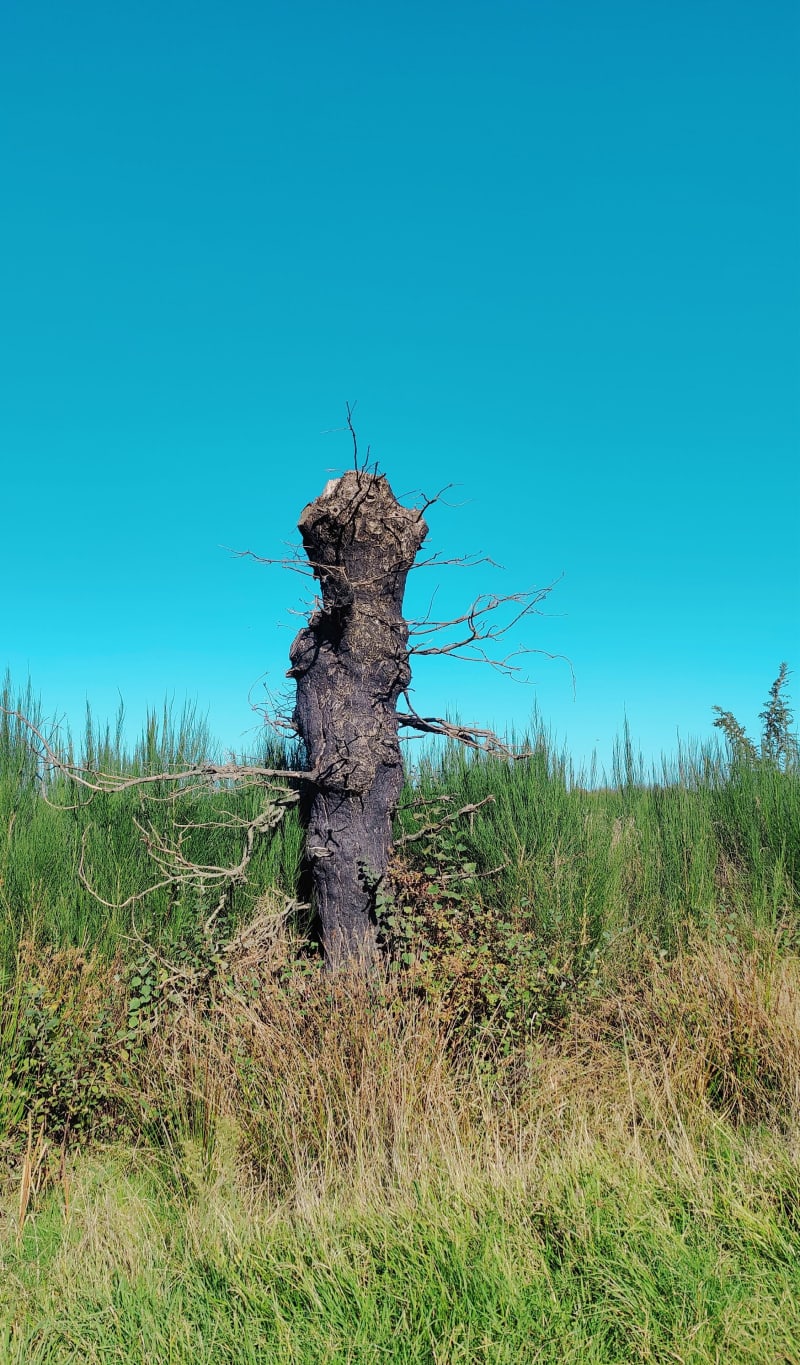 En forêt de Beaulieu par les Trois Chênes - Bellevigne-en-Layon