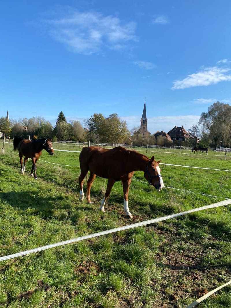 Promenade au Canal de la Bruche - Eckbolsheim