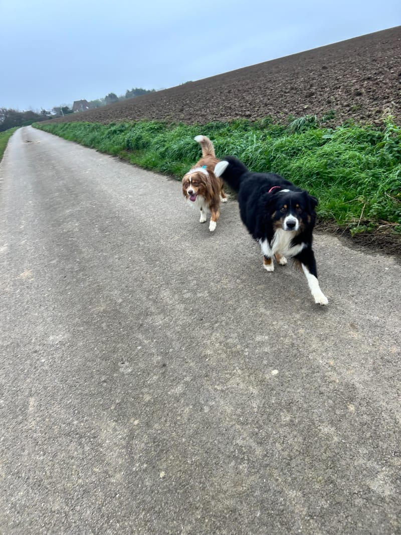 Balade des chiens à Bonningues lés Calais - Bonningues-lès-Calais