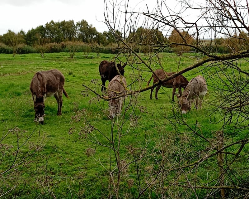 Marais de Luçon - Luçon