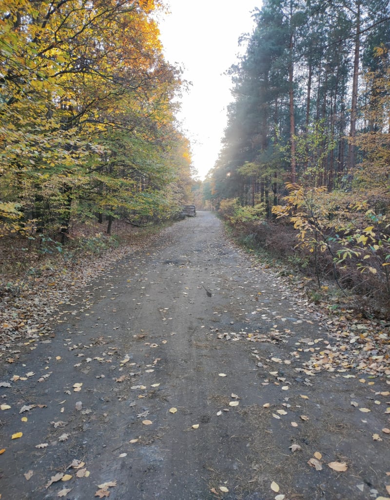 Mielec - okolice Stawu Mościska - Mielec