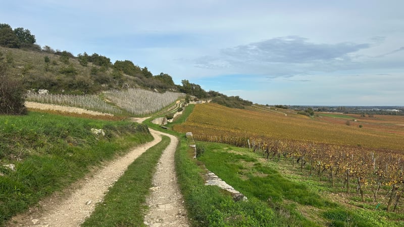 Randonnée au milieu des vignes bourguignonnes - Santenay