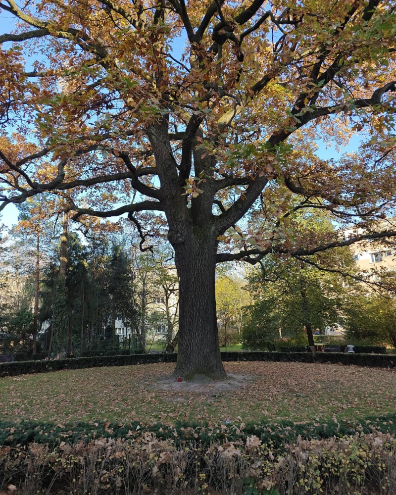 Wokół Olszy - Kraków