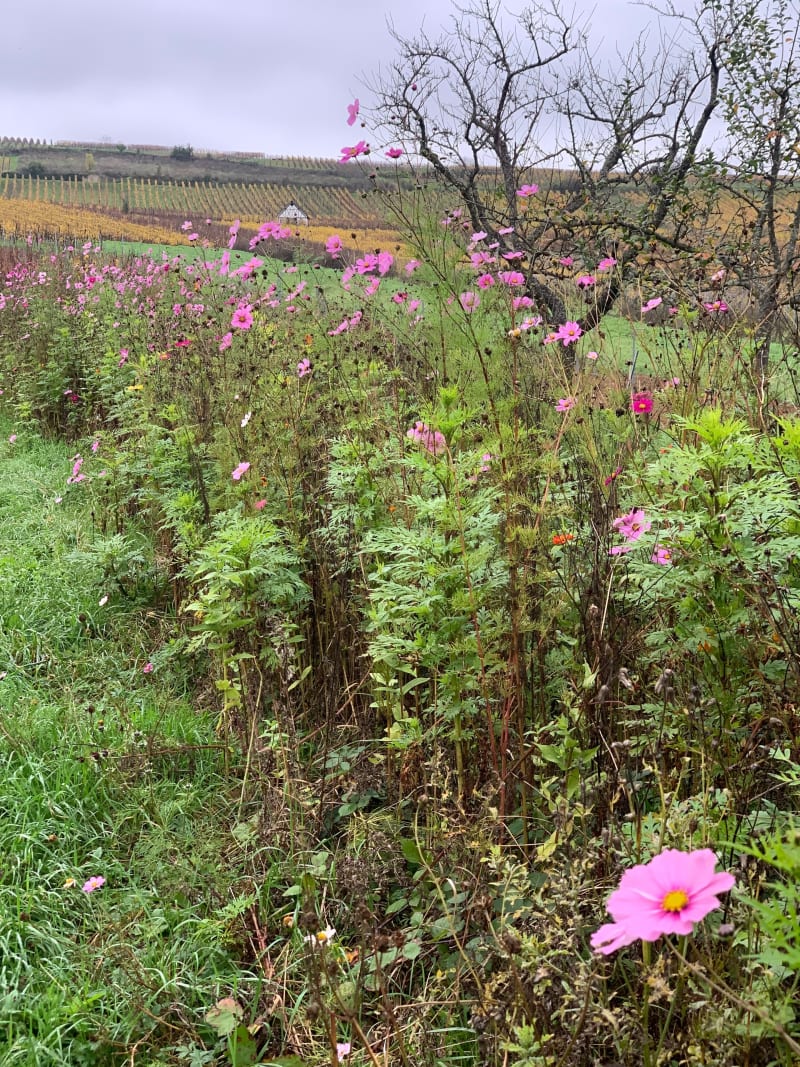 La boucle des noyers - Dorlisheim