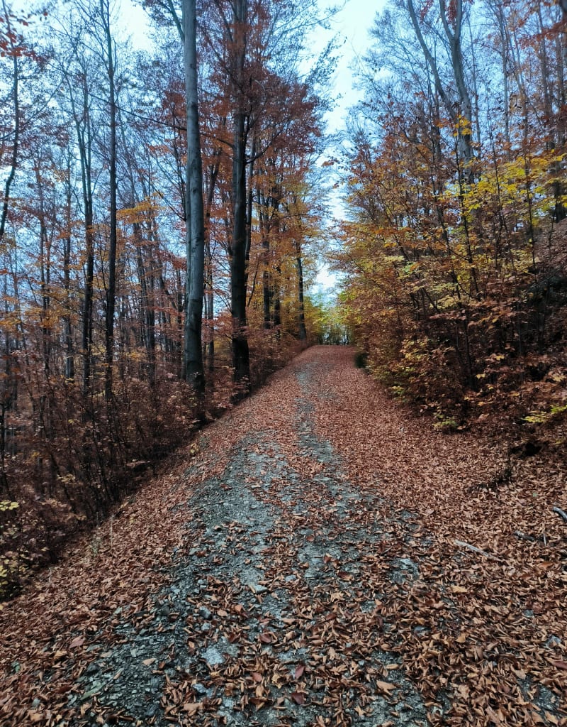 Łodygowice - Porąbka MTB - Bierna