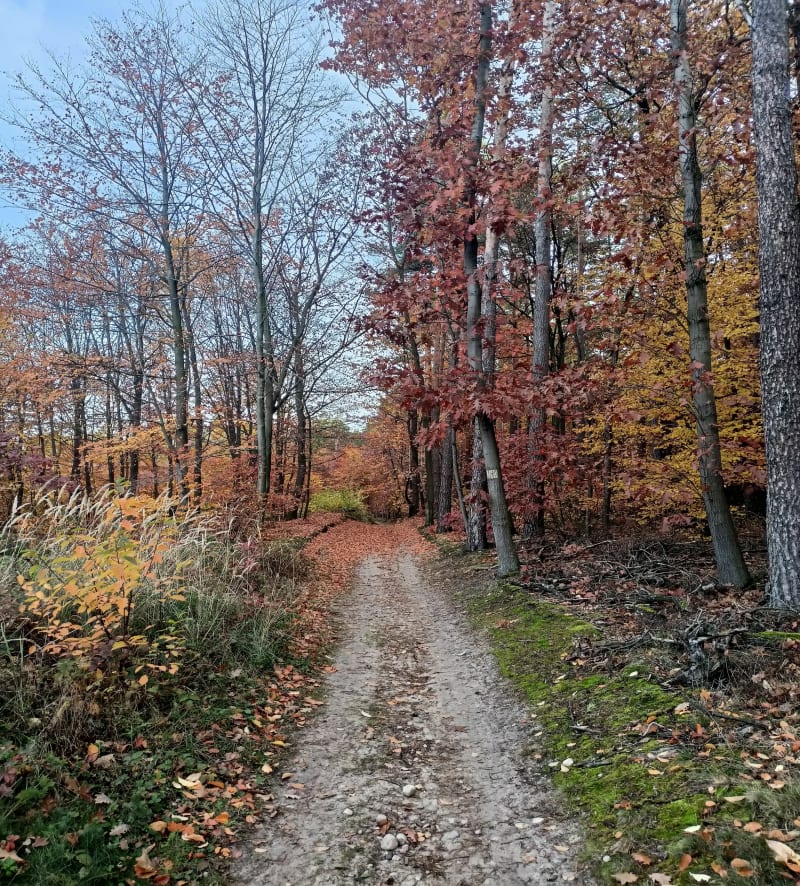 Zduńska Wola - Las Paprocki - Poręby