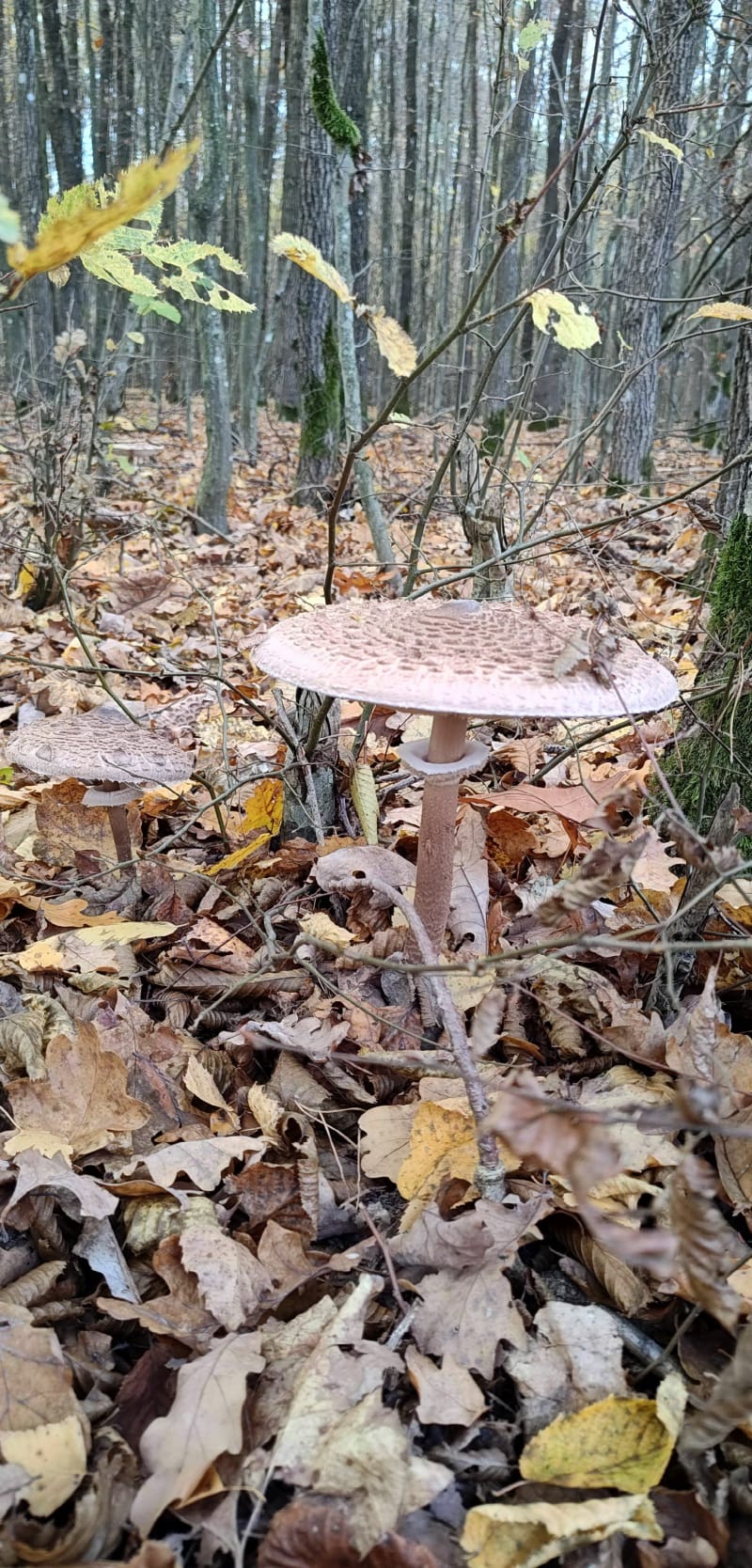 Na grzyby - Julków