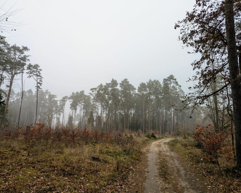 Las w Leźnie - Leźno