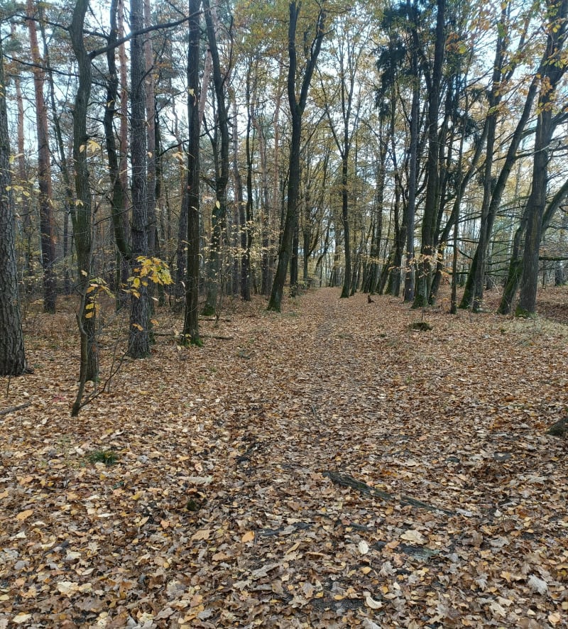 Paprocany- Żwaków - Tychy