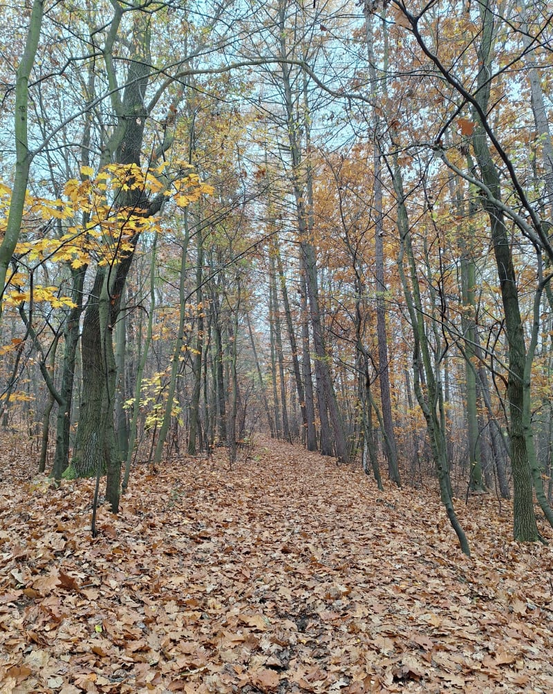 Spacer na Bolinę - Mysłowice